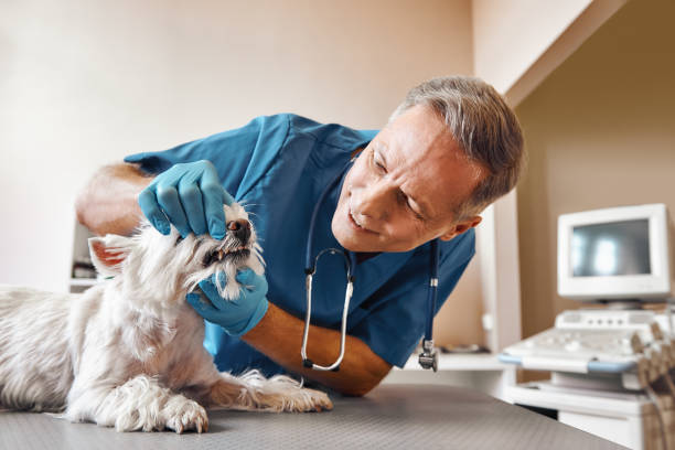 Best After-Hours Dental Trauma Care in East Highland Park, VA